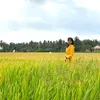 tieuket_62