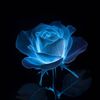 abluerose6