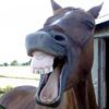 Pony Diary