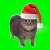 oicatfanpage