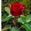 hasan.bhi23
