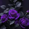 user11571600871