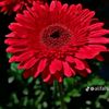 habiba.hasan48