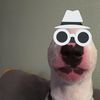 ilovewalterdog