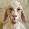 a_goat90