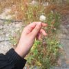 disprited.bee