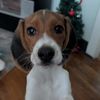 sadie.the.beagle0