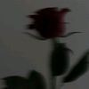 dina_hachemi