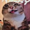 belugaisalegendarycat20