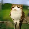 meowl_250312