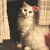 shelikesflowers_