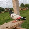 ahsan.ullah5371