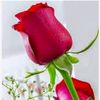 niha.moni2024