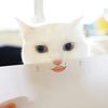 Funnnycatqaq