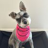 petpawspicks