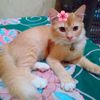 rina4812394163537