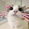 mainemdong