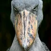 scary.bird5