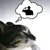 whoismikecc