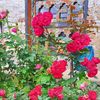 wangmo3191