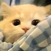 randomedith85