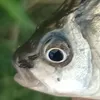 inarowertez222