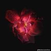 hearts4autumnslay