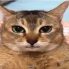 dangwlor