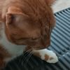 thescreencatt