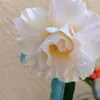 floridoceflor