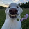 user130494720