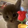 cutestar531
