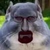 kozabiba5