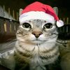 christmas_cat5