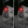dxvidff2008