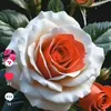 user6257791600226