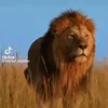 bilal_durani2