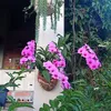quc.ln.tai