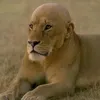 dodfasks