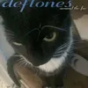 yvsgh_