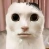 ipullnohuzz