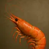 shrimpdmd