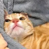 sueddaht_11