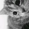 inlover_z