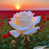 shaiful__islam1