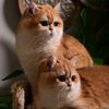 Bsboosa Cattery