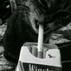 sukaaizz