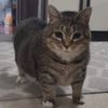 kucing_akmal77