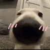 tuitenminhhihi