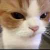 meows.77